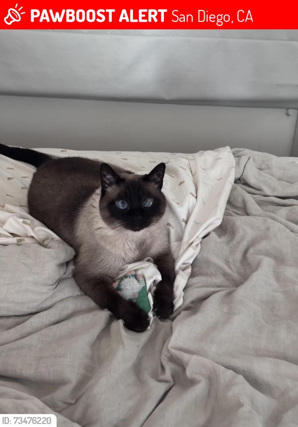 Lost Female Cat last seen Johnson Ave and Hayes, San Diego, CA 92103