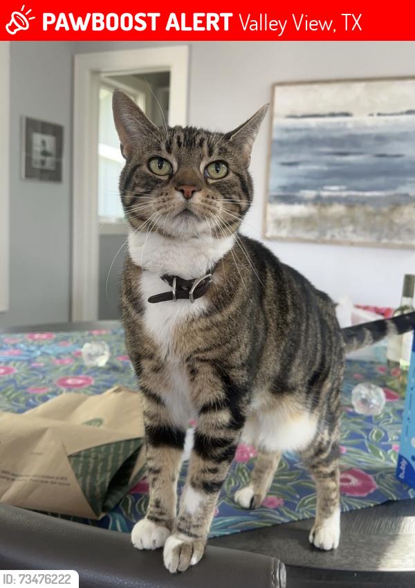 Lost Female Cat last seen Edge of the Lake Vineyard and Winery, Valley View, TX 76272