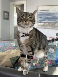 Lost Female Cat last seen Edge of the Lake Vineyard and Winery, Valley View, TX 76272