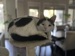 Reunited Male Cat last seen Seford Dr and Edsel parkway, Terrell hills, Terrell Hills, TX 78209