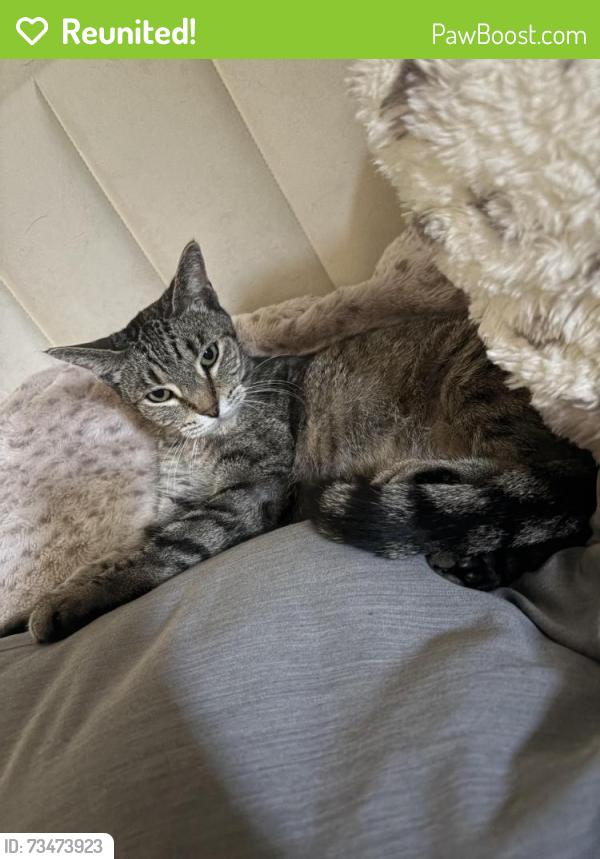Reunited Female Cat last seen Left my backyard, Orange, CA 92869