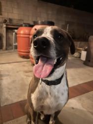 Reunited Male Dog last seen N Lyman Ave, Covina, CA 91724, USA, Covina, CA 91724