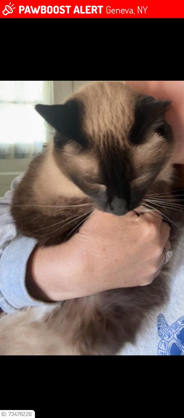 Lost Female Cat last seen North st, Geneva, NY 14456