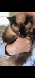 Lost Female Cat last seen North st, Geneva, NY 14456
