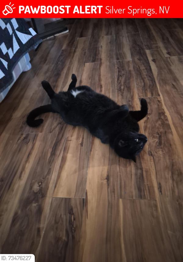 Lost Male Cat last seen Sycamore Street, Silver Springs, NV 89429