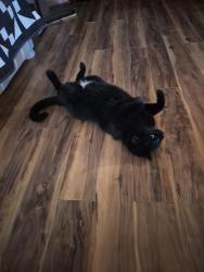 Lost Male Cat last seen Sycamore Street, Silver Springs, NV 89429