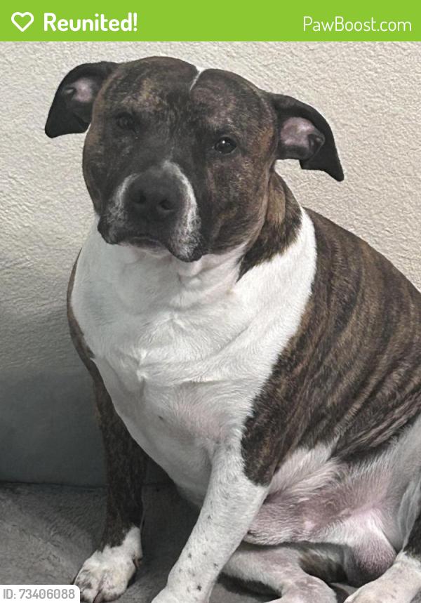 Reunited Male Dog last seen Washington st and Blanton, Sherman, TX 75092