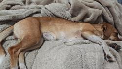 Reunited Female Dog last seen Grass valley Anthony chabot regional park oakland, Castro Valley, CA 94552