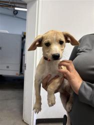 Shelter Stray Female Dog last seen Near BLOCK S CEDAR AVE, FRESNO CA 93702 4504, 5277 E Airways Blvd, Fresno, CA 93727, USA