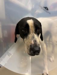 Shelter Stray Female Dog last seen , 232 Eslinger Way, Sanford, FL 32773, USA
