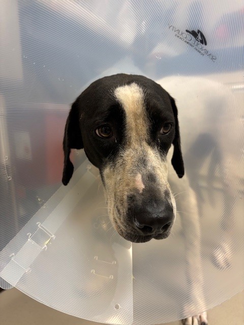 Shelter Stray Female Dog last seen , 232 Eslinger Way, Sanford, FL 32773, USA