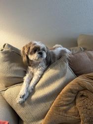 Reunited Male Dog last seen Beadlilly way, Joppa, MD 21085, Joppatowne, MD 21085