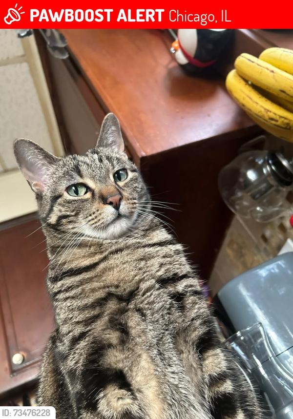 Lost Male Cat last seen 62nd st California, Chicago, IL 60629