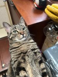 Lost Male Cat last seen 62nd st California, Chicago, IL 60629