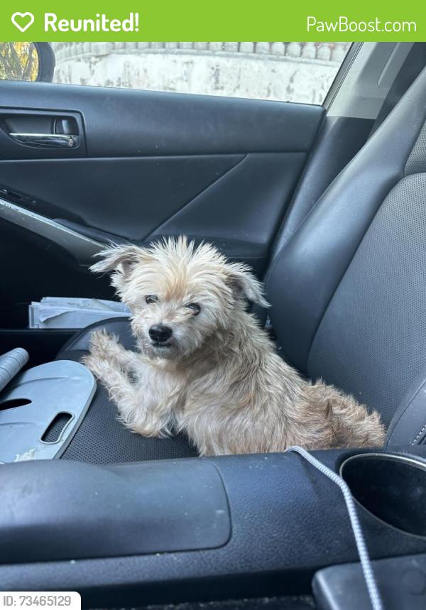 Reunited Female Dog last seen Hacienda and Colima, Hacienda Heights, CA 91745