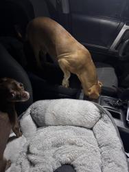 Reunited Male Dog last seen Forest and Marsh Lane by Tom Thumb, Dallas, TX 75229