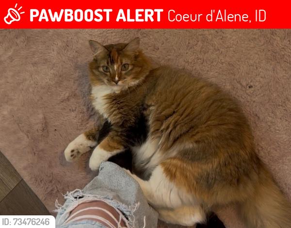 Lost Female Cat last seen Julia and marie, Coeur d'Alene, ID 83814