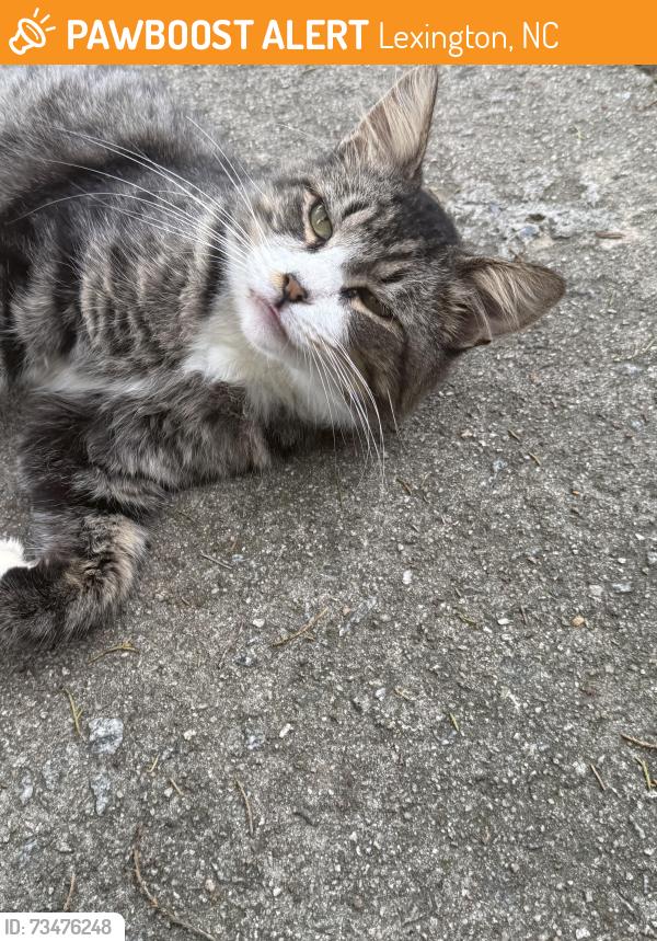 Found/Stray Unknown Cat last seen Washington Park, Lexington, NC 27292