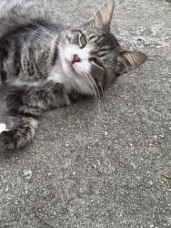 Found/Stray Unknown Cat last seen Washington Park, Lexington, NC 27292