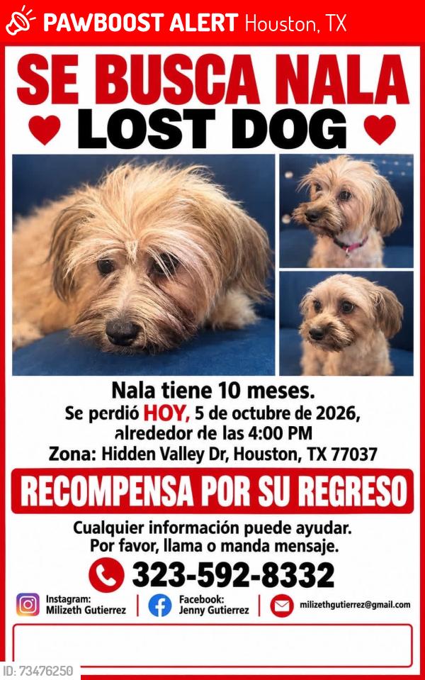 Lost Female Dog last seen Hidden valley dr Y sweetwater ln, Houston, TX 77037
