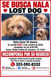 Lost Female Dog last seen Hidden valley dr Y sweetwater ln, Houston, TX 77037