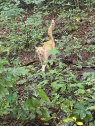 Found/Stray Male Cat last seen Otranto road, North Charleston, SC 29406