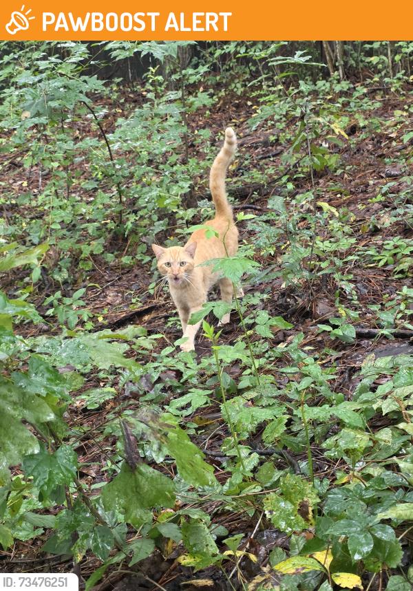 Found/Stray Male Cat last seen Otranto road, North Charleston, SC 29406