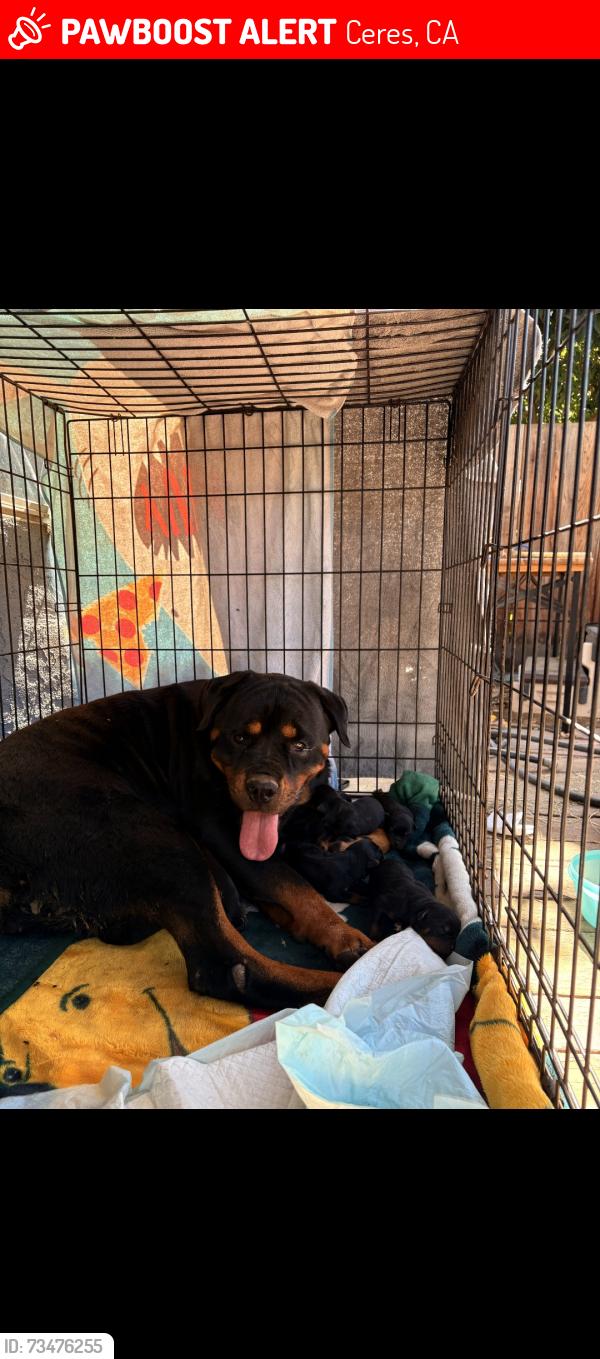Lost Female Dog last seen Morgan, Ceres, CA 95358