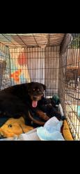 Lost Female Dog last seen Morgan, Ceres, CA 95358