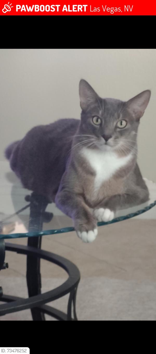 Lost Male Cat last seen Fort Apache, Las Vegas, NV 89148
