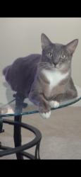 Lost Male Cat last seen Fort Apache, Las Vegas, NV 89148