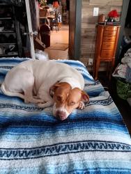 Reunited Female Dog last seen Norwood,NC, Norwood, NC 28128