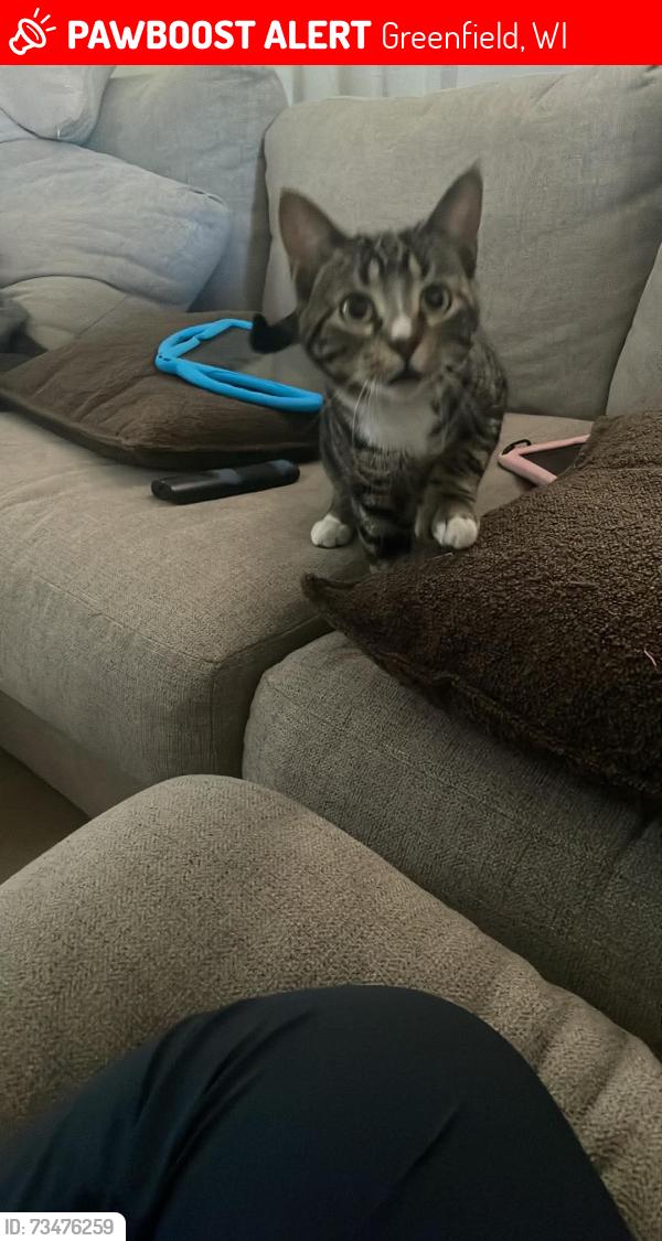 Lost Female Cat last seen 55th and leroy, Greenfield, WI 53220