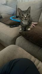 Lost Female Cat last seen 55th and leroy, Greenfield, WI 53220