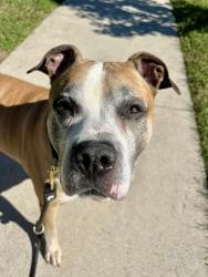 Shelter Stray Male Dog last seen Near primrose ave, 21061, MD, 2490 Giles Rd, Baltimore, MD 21225, USA