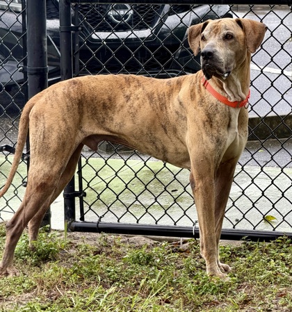 Shelter Stray Male Dog last seen W OAKLAWN ST, Lecanto, FL, 4030 S Airport Rd, Inverness, FL 34450, USA
