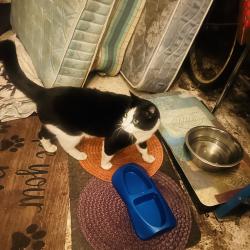 Found/Stray Unknown Cat last seen Reedway street SE 47 th Ave, Portland, OR 97206