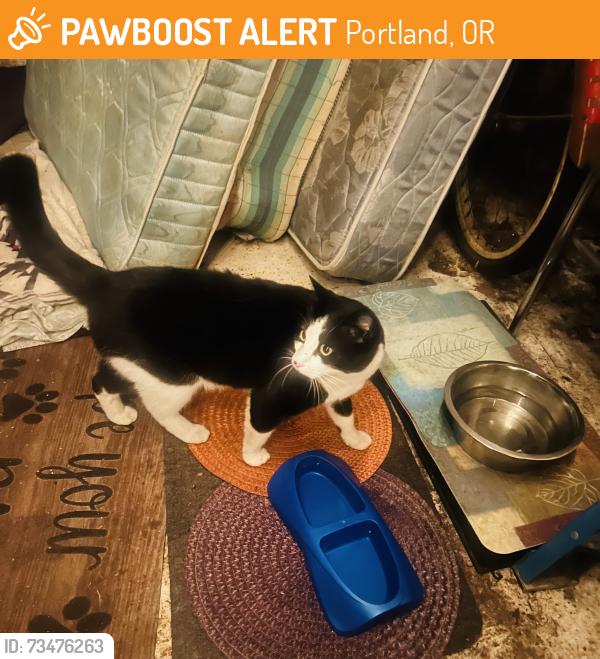 Found/Stray Unknown Cat last seen Reedway street SE 47 th Ave, Portland, OR 97206