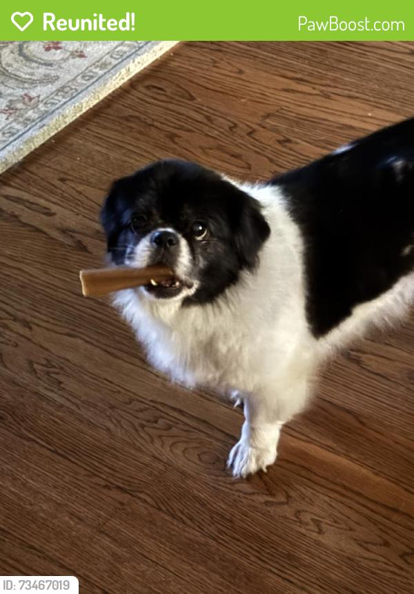 Reunited Female Dog last seen Wilson, Chicago, IL 60640