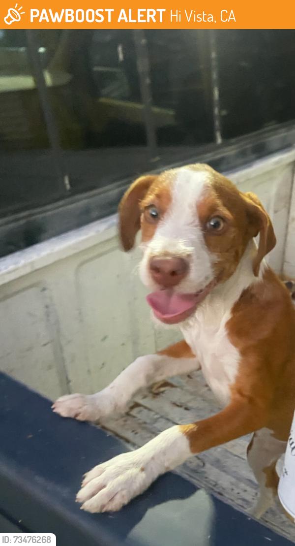 Found/Stray Male Dog last seen 3RD E st, Hi Vista, CA 93535