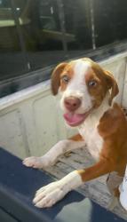 Found/Stray Male Dog last seen 3RD E st, Hi Vista, CA 93535
