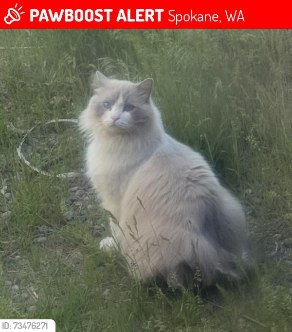 Lost Male Cat last seen N Lyons Rd, W Euclid Rd, Spokane, WA 99224