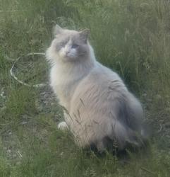 Lost Male Cat last seen N Lyons Rd, W Euclid Rd, Spokane, WA 99224