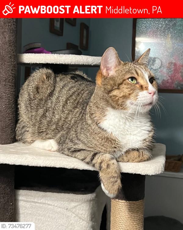 Lost Male Cat last seen Steinruck Rd. Near Soil & Soul Farm Market, Middletown, PA 17057