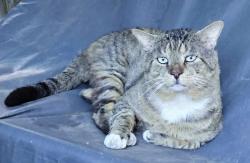 Lost Male Cat last seen West Humboldt Park (Hirsch and St Louis) in Chicago, Chicago, IL 60651