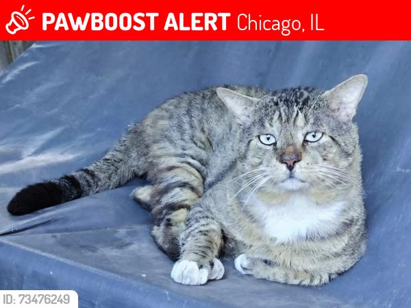 Lost Male Cat last seen West Humboldt Park (Hirsch and St Louis) in Chicago, Chicago, IL 60651