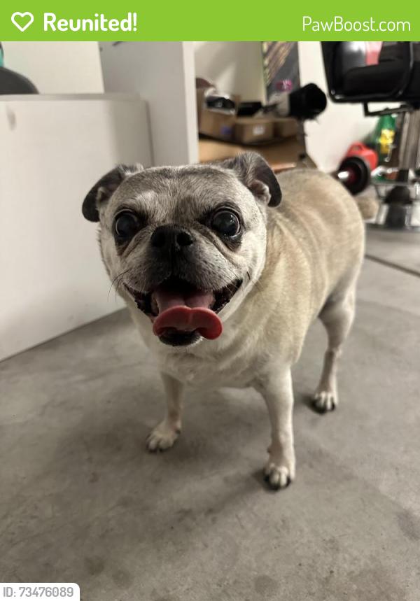Reunited Male Dog last seen Desert Cassia, Spring Valley, NV 89113
