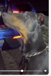 Found/Stray Male Dog last seen Hollywood and East Desert Inn, Sunrise Manor, NV 89122