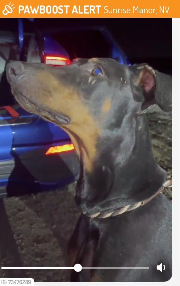 Found/Stray Male Dog last seen Hollywood and East Desert Inn, Sunrise Manor, NV 89122