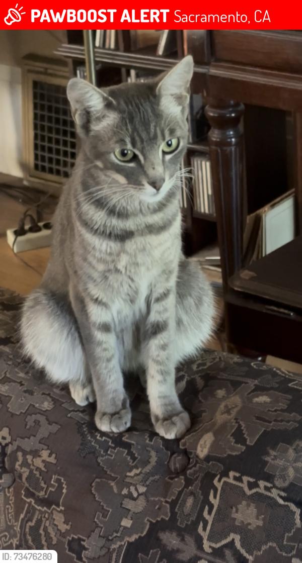 Lost Female Cat last seen 26th and H St., Sacramento, CA 95816